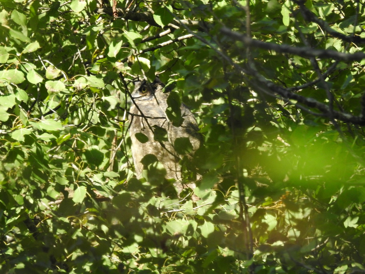 Great Horned Owl - Tristan Jobin