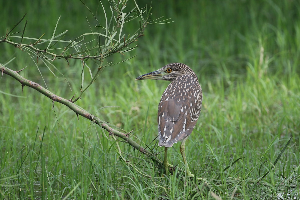 Black-crowned Night Heron - ML178213431