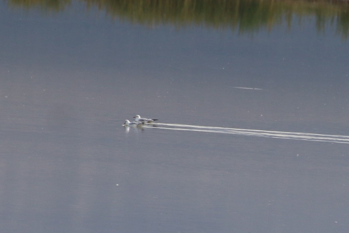 Gaviota Argéntea (Mongolia) - ML178213571