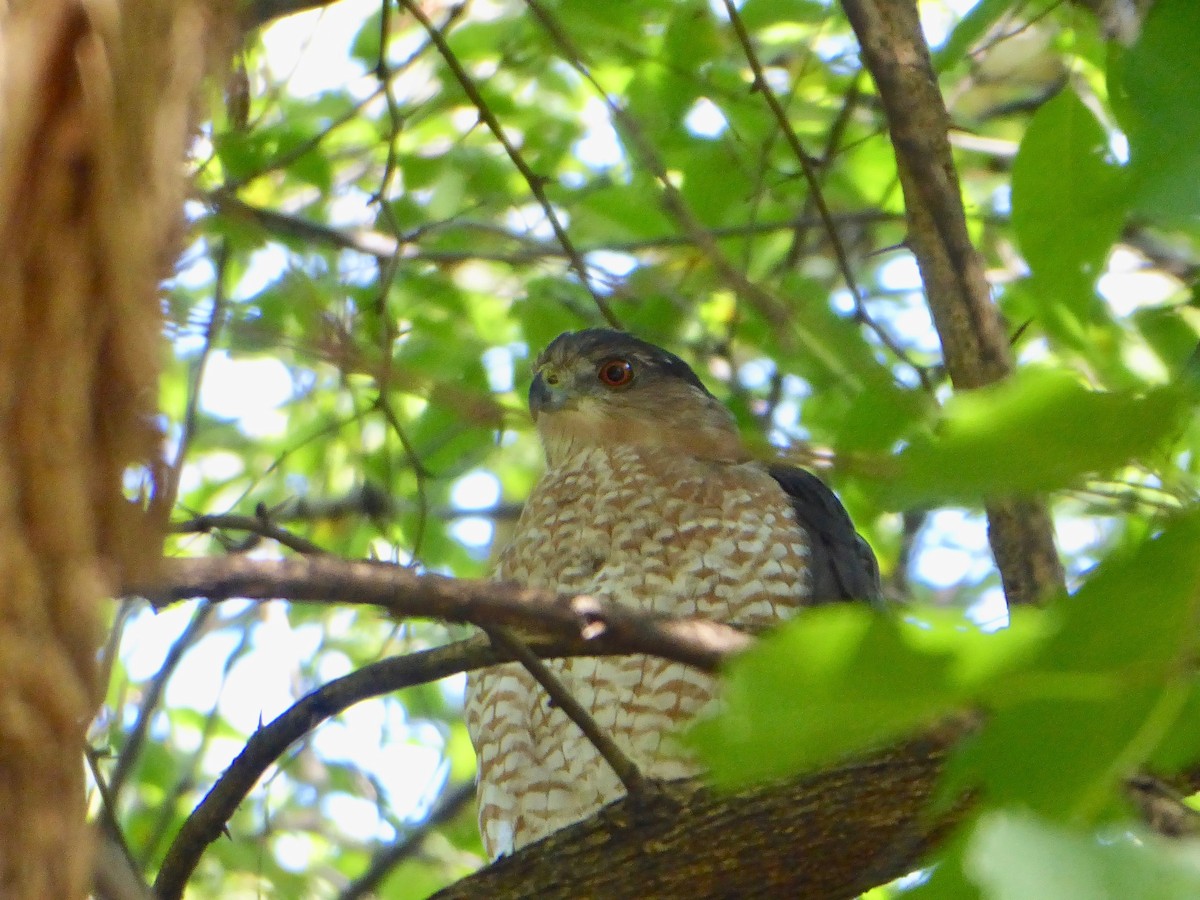 Cooper's Hawk - ML178214221