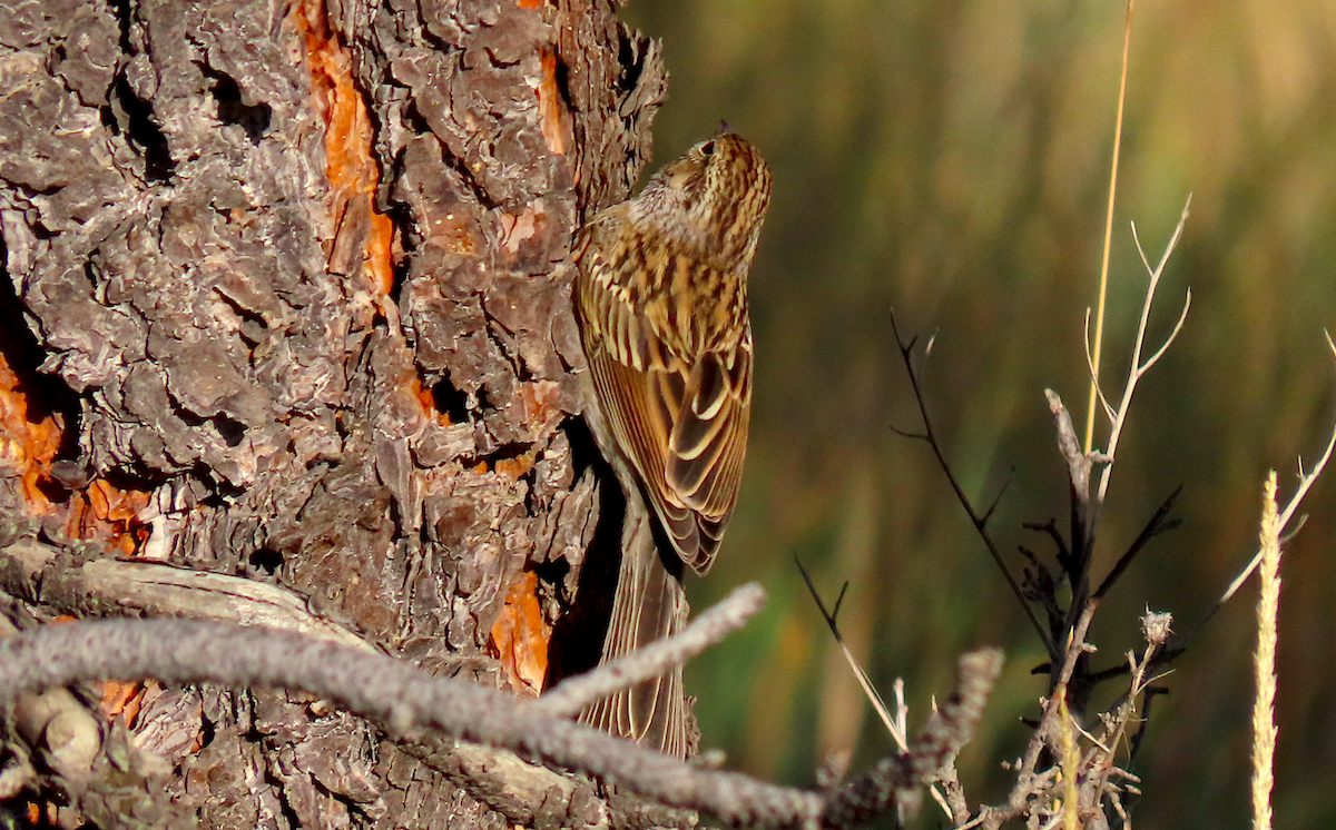 Chipping Sparrow - ML178216031