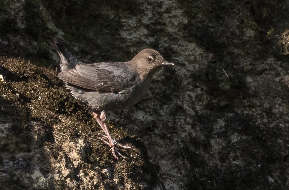 American Dipper - ML178216381