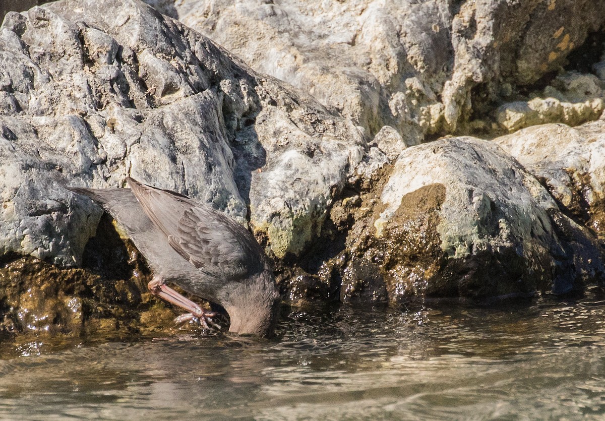 American Dipper - ML178216521