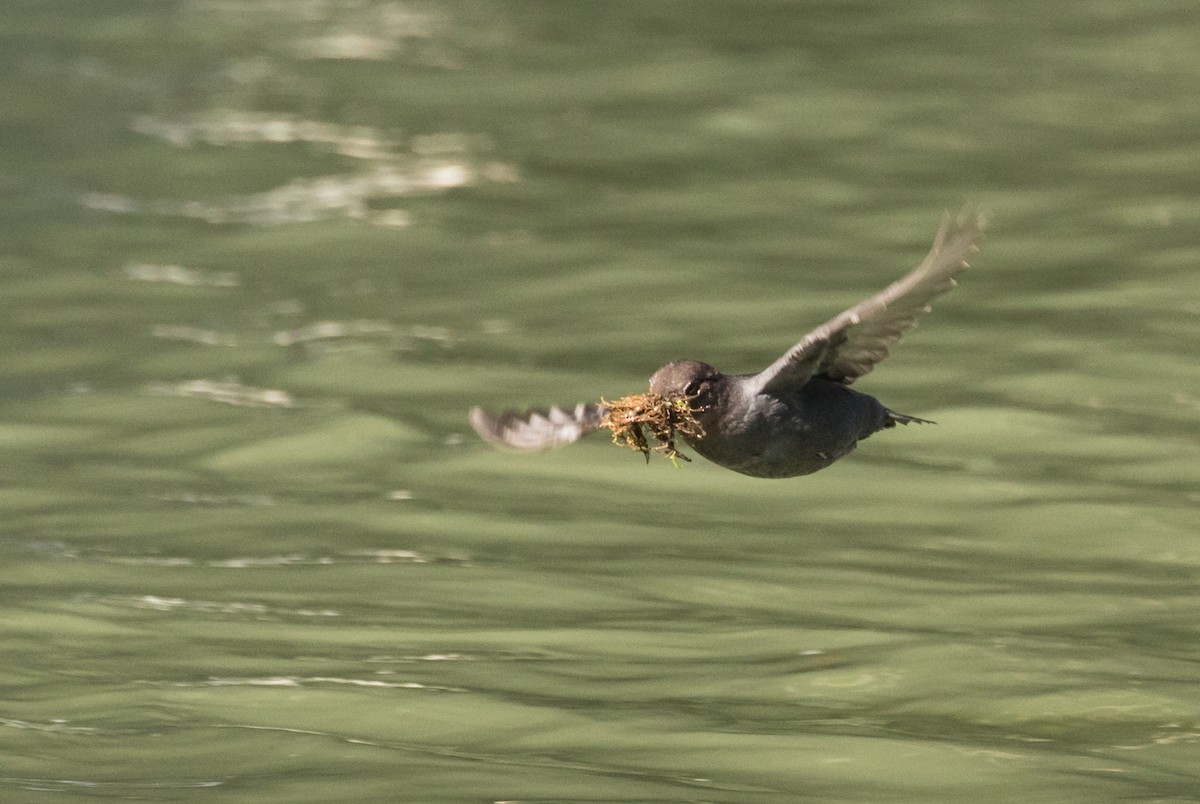 American Dipper - ML178216531