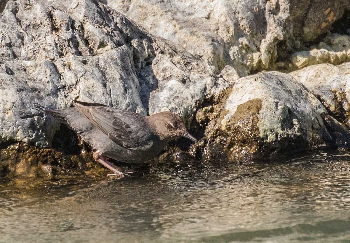 American Dipper - ML178216541