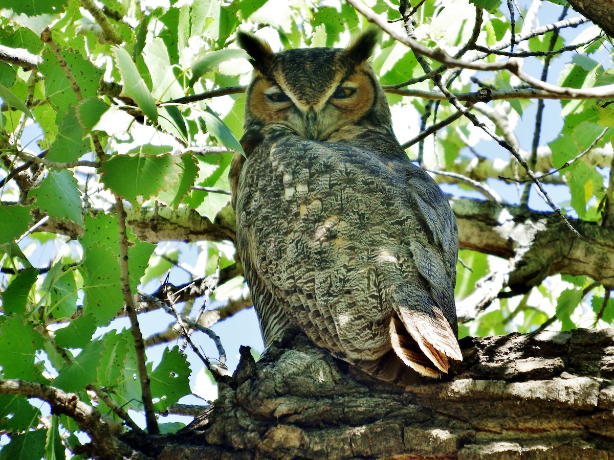 Great Horned Owl - ML178216741