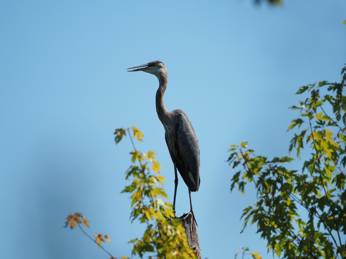 Great Blue Heron - ML178217121