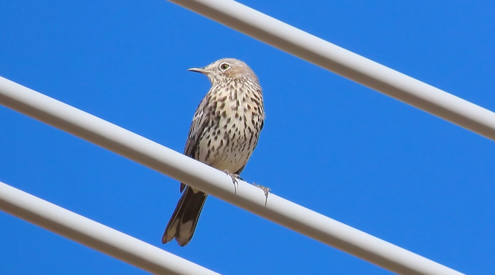 Sage Thrasher - Ted Floyd