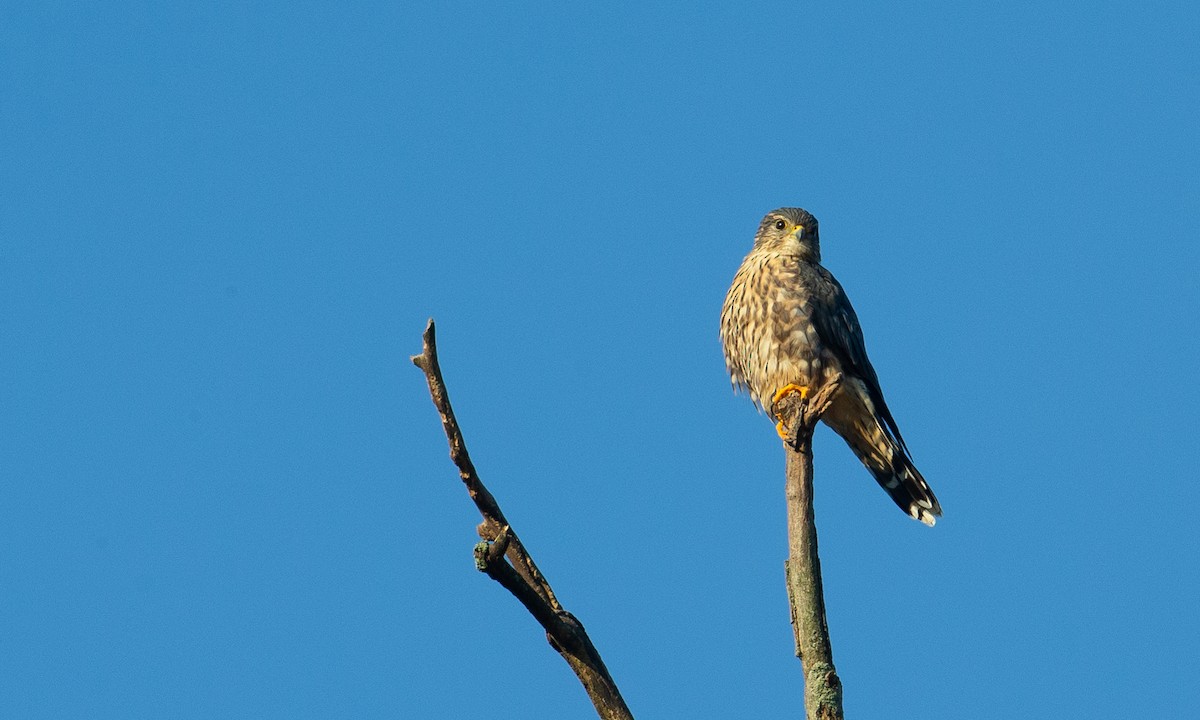 コチョウゲンボウ（columbarius） - ML178220131