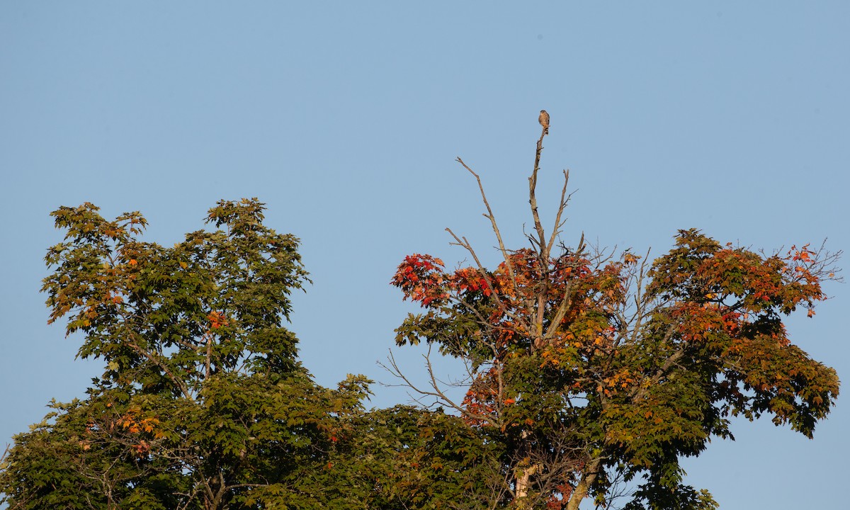 Belatz txikia (columbarius) - ML178220191