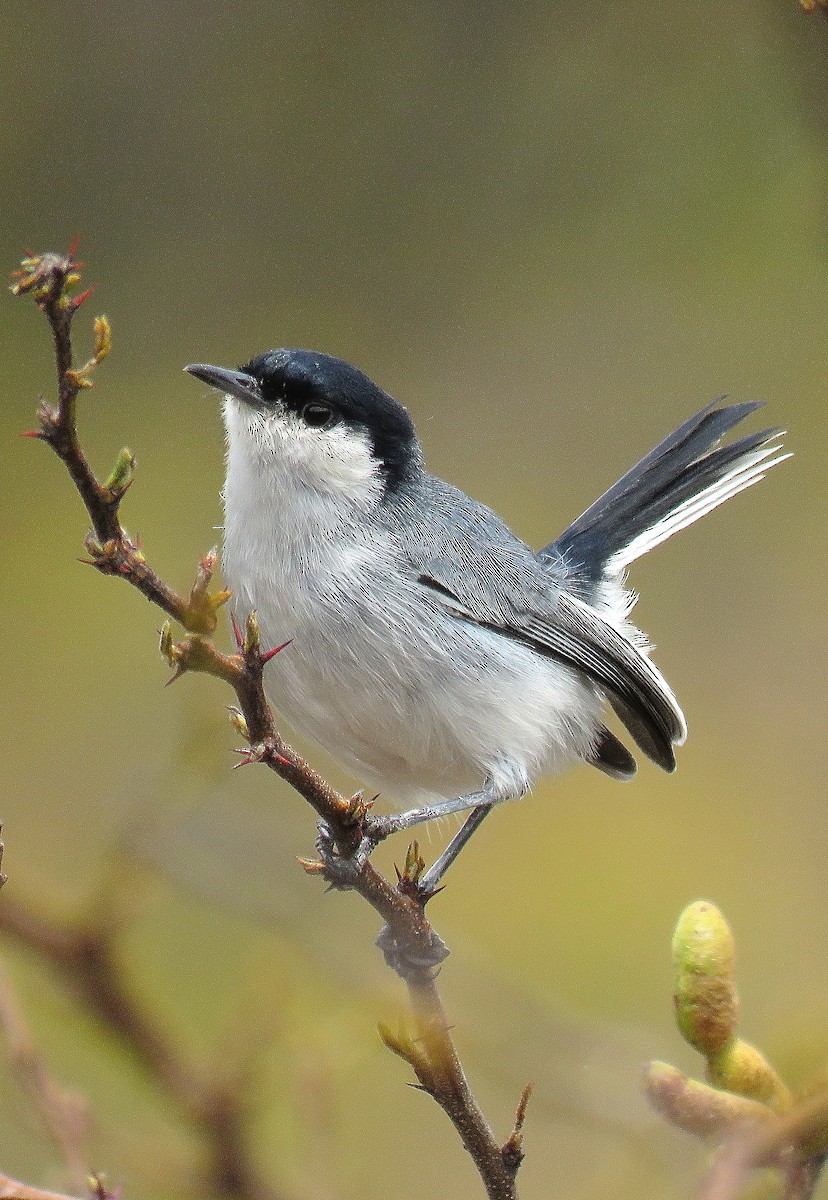 Tropical Gnatcatcher (Marañon) - Manuel Roncal