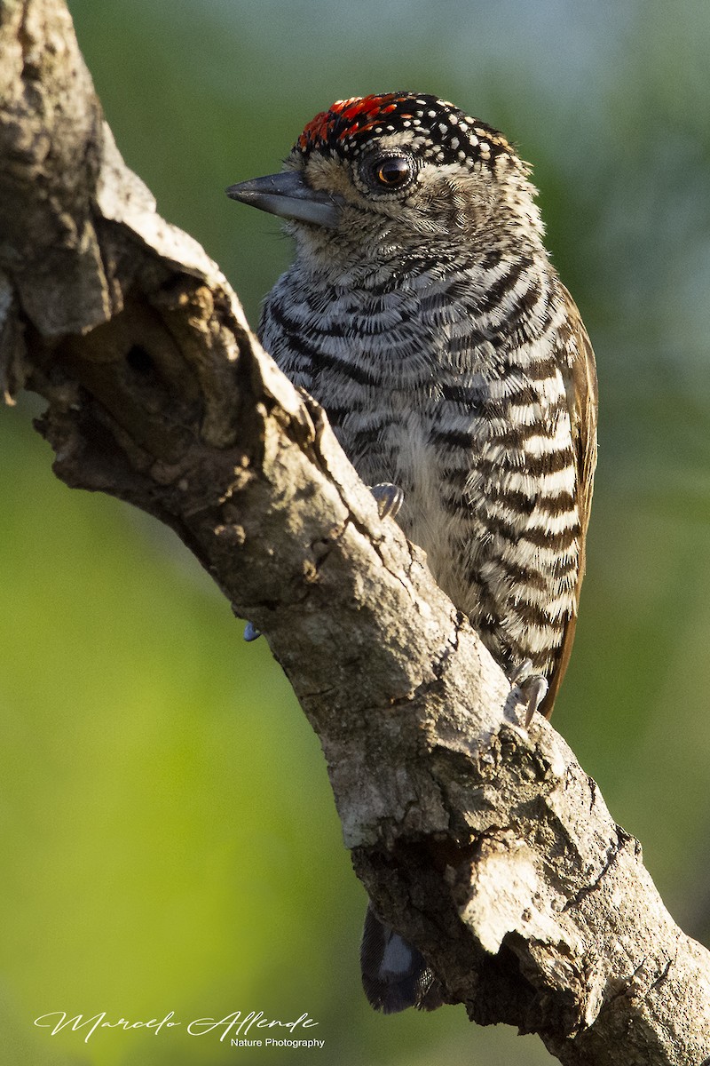 White-barred Piculet - ML178220321