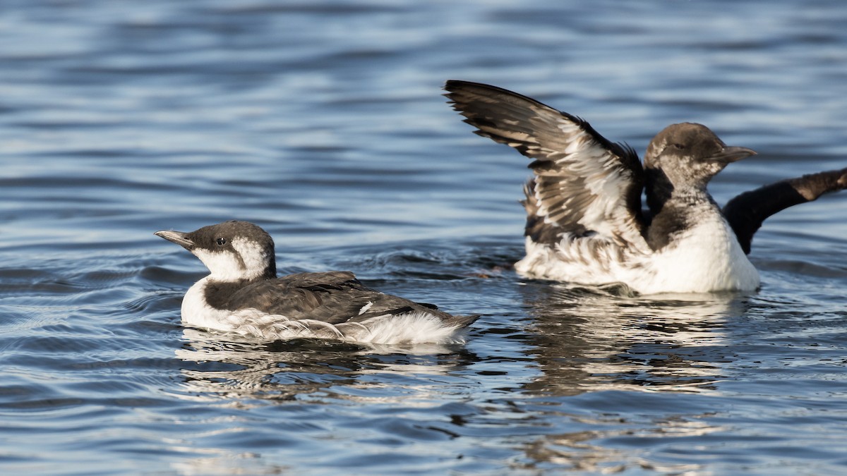 Common Murre - ML178220991