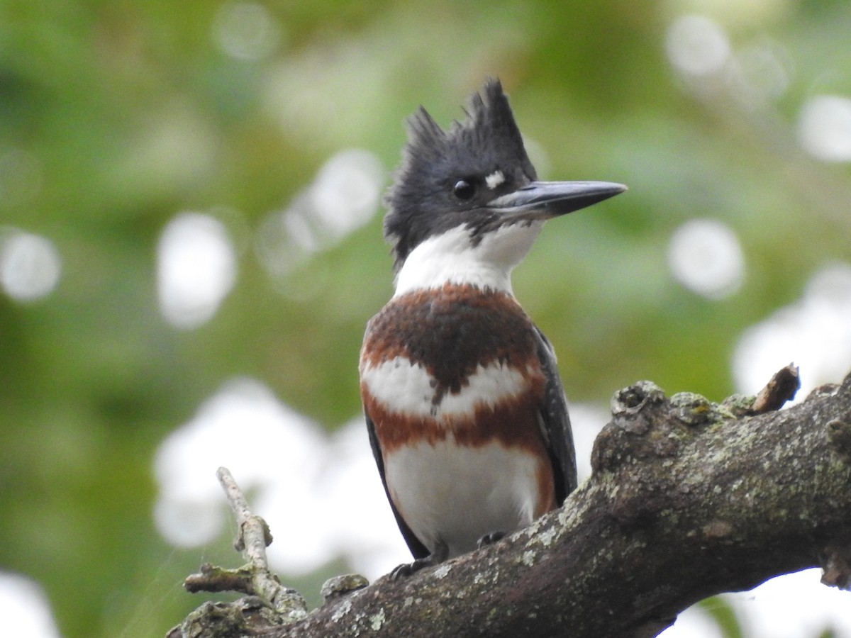 Belted Kingfisher - ML178222821