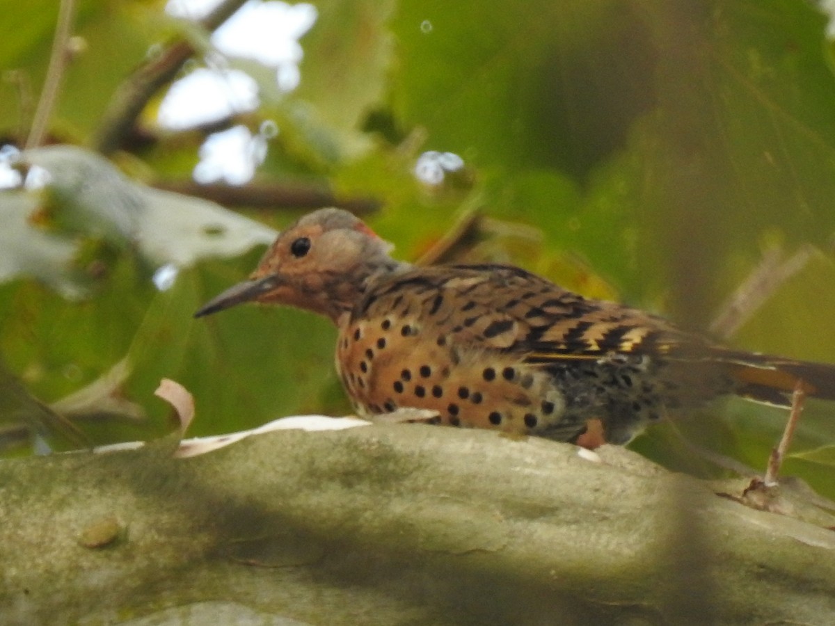 Northern Flicker - ML178222921