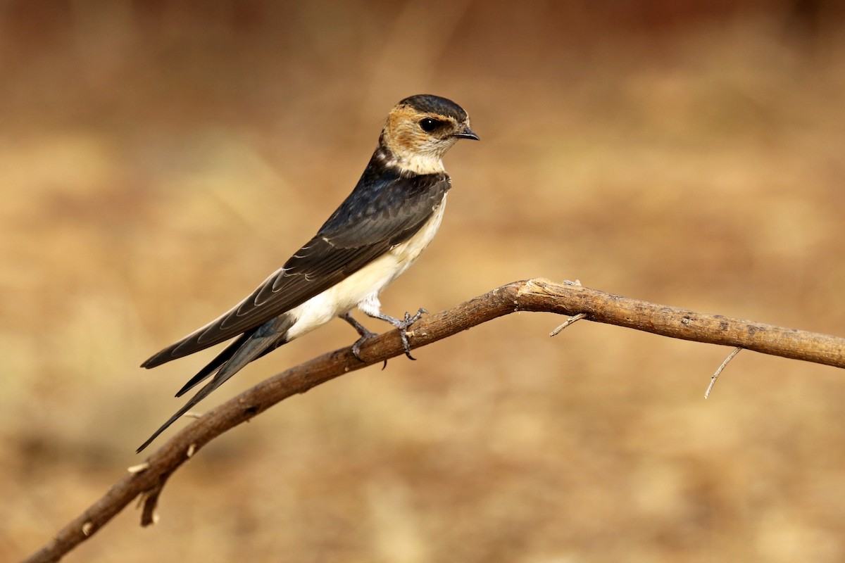 European Red-rumped Swallow - Francisco Barroqueiro