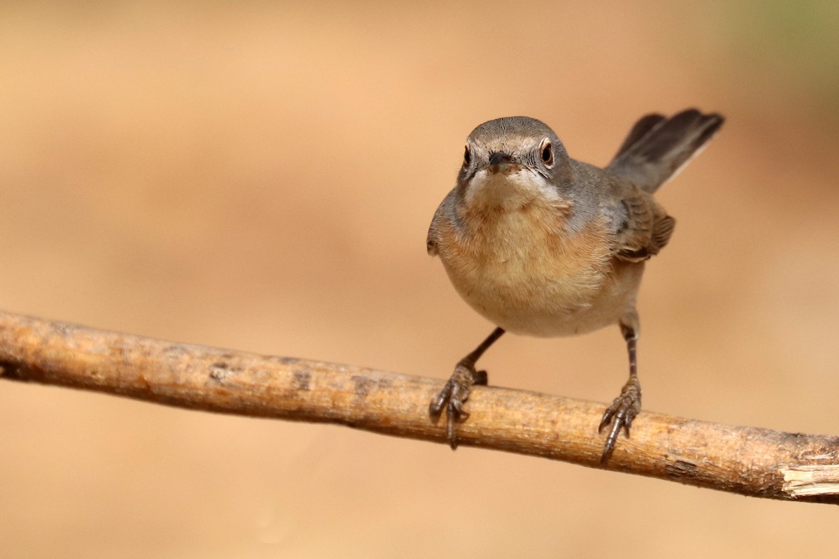 Western Subalpine Warbler - Francisco Barroqueiro