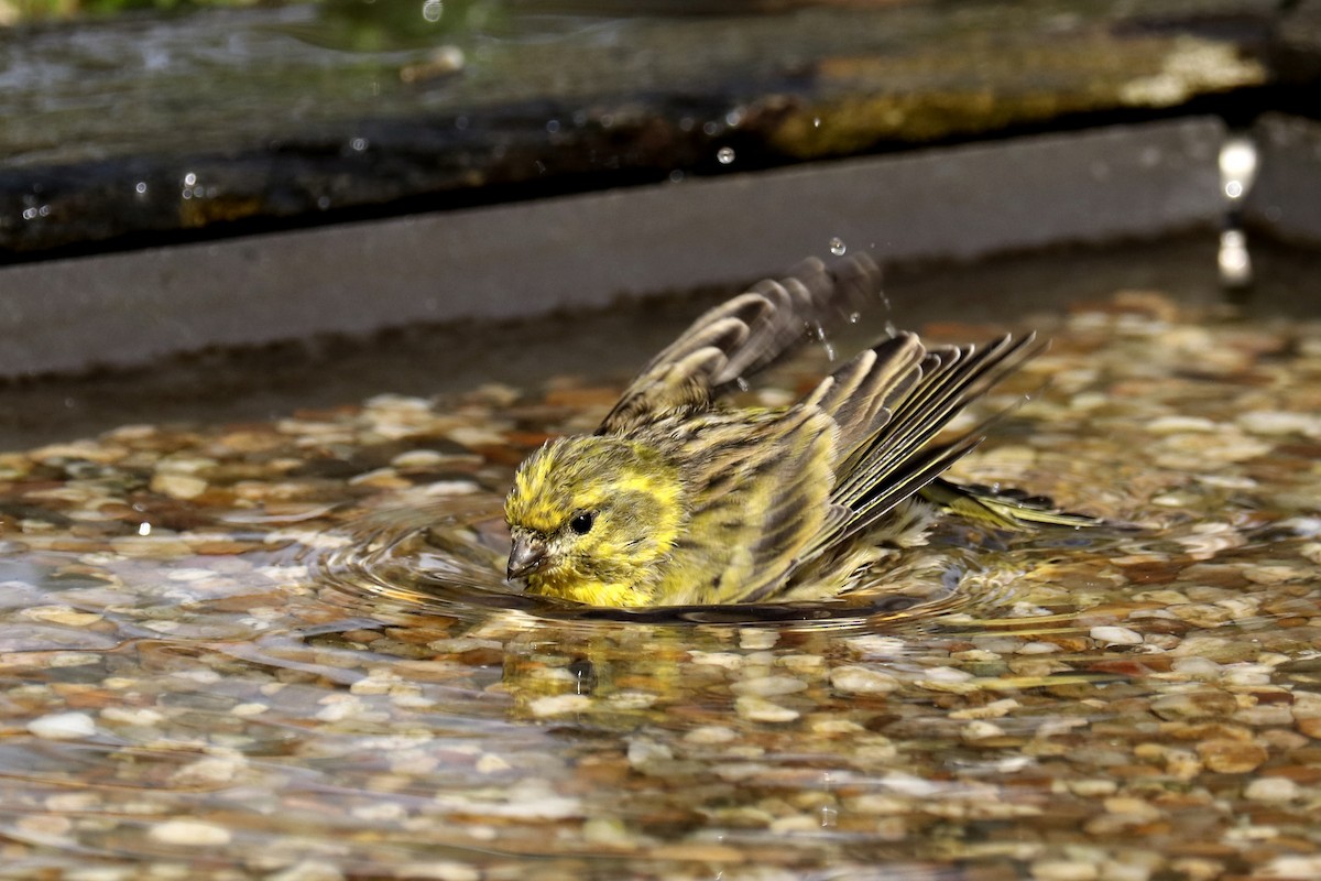 European Serin - Francisco Barroqueiro