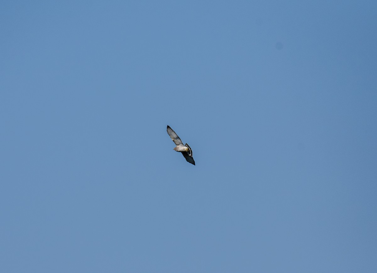 Broad-winged Hawk - ML178225321