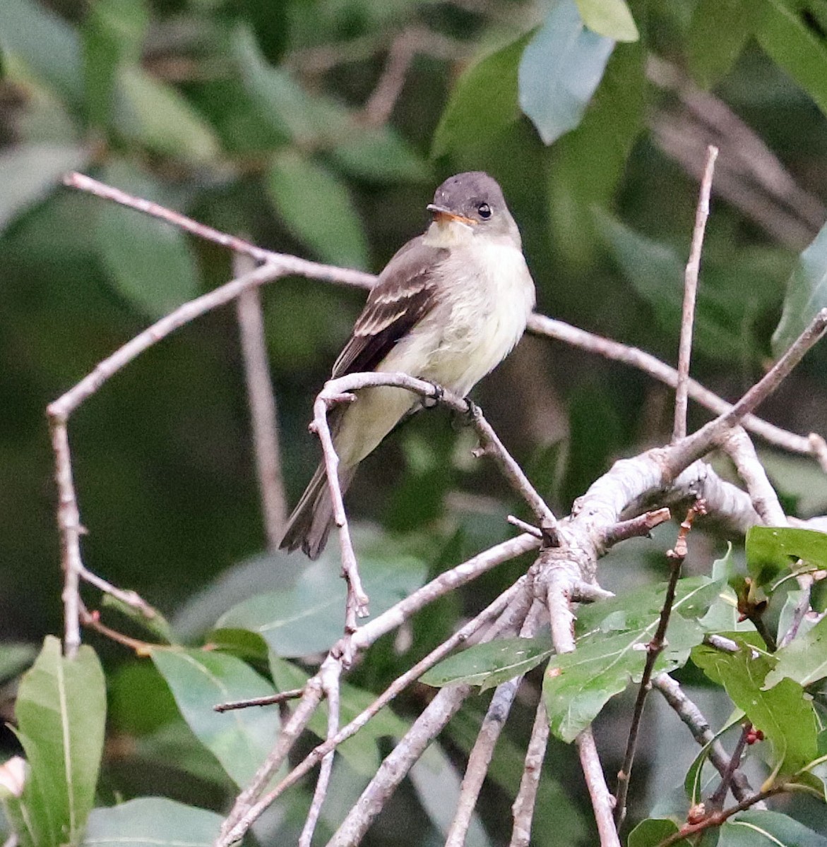 Eastern Wood-Pewee - ML178226081