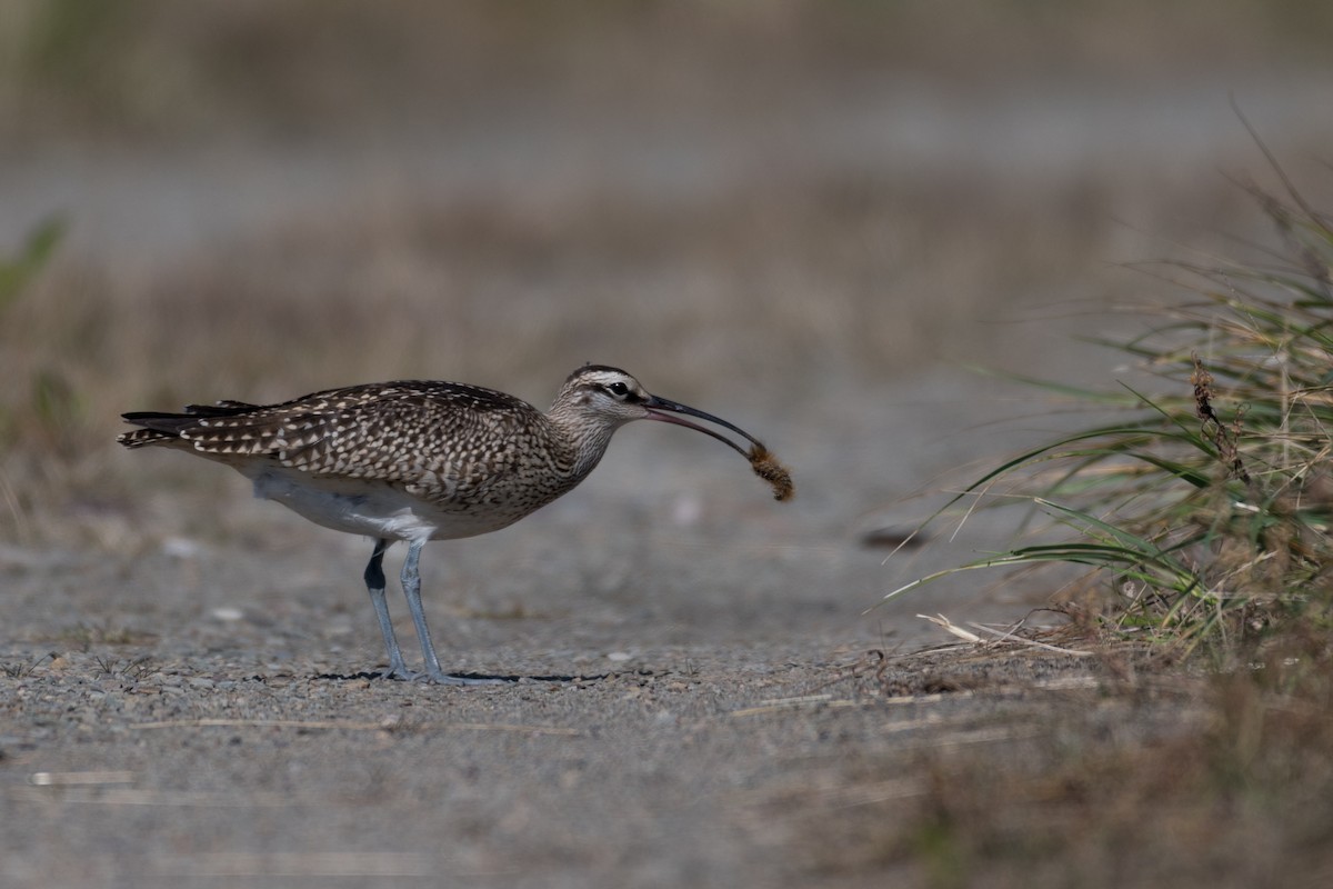 Whimbrel (Hudsonian) - Steven McGrath