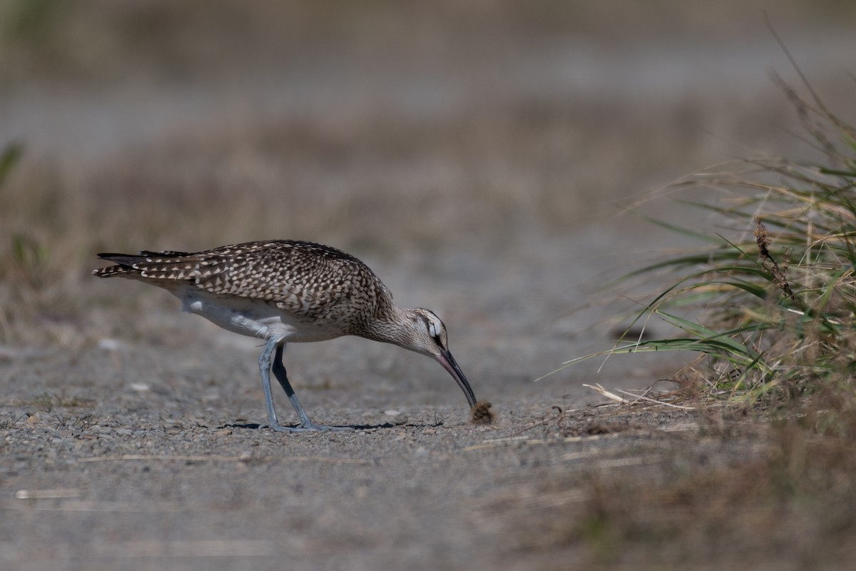 Whimbrel (Hudsonian) - Steven McGrath