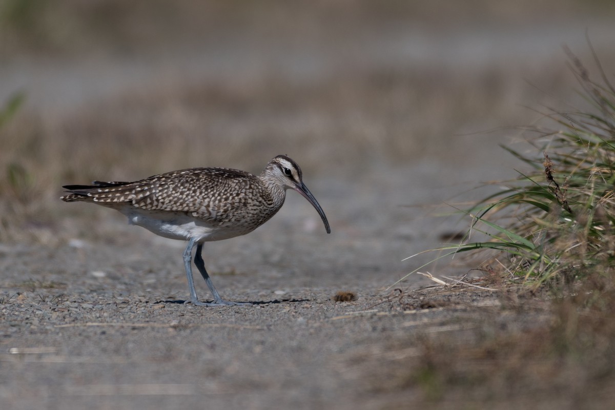 koliha malá (ssp. hudsonicus) - ML178229641