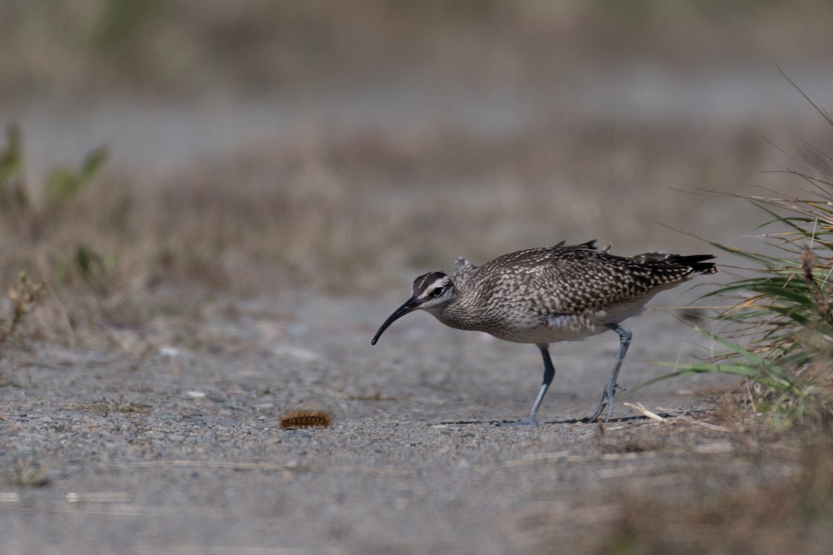 Whimbrel (Hudsonian) - Steven McGrath