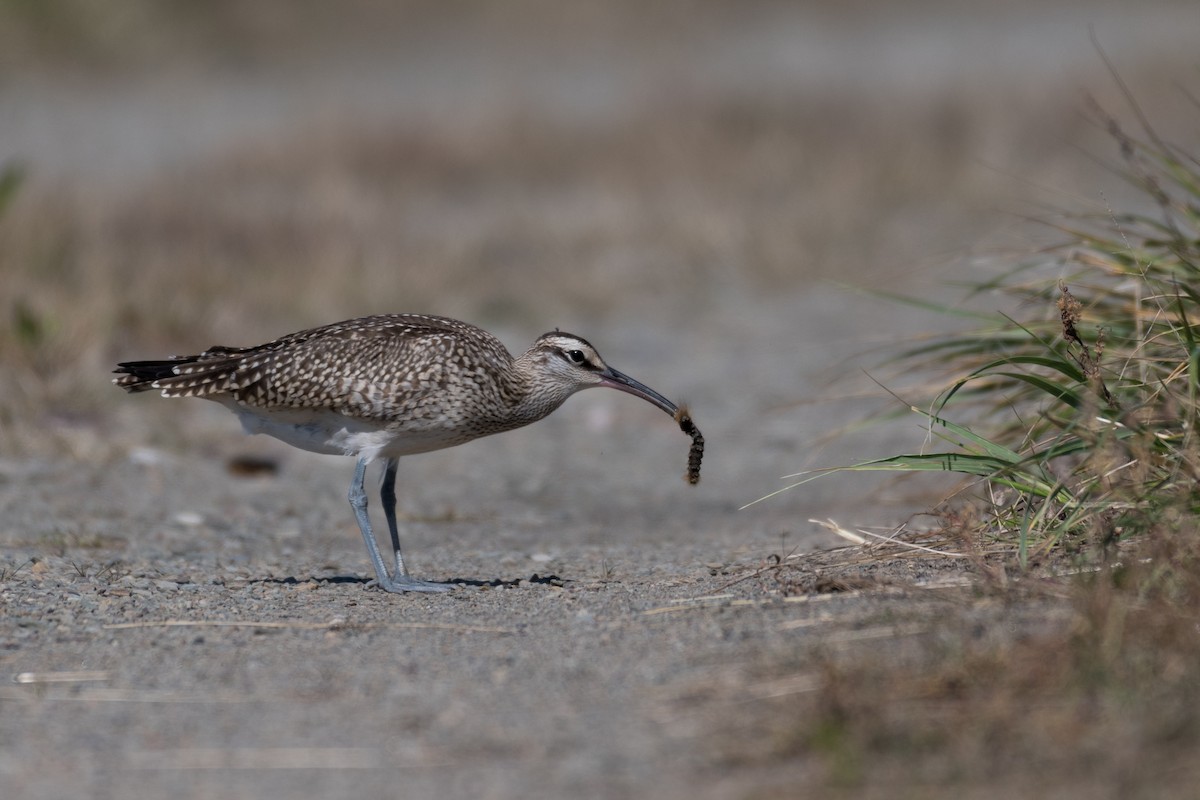 Whimbrel (Hudsonian) - Steven McGrath