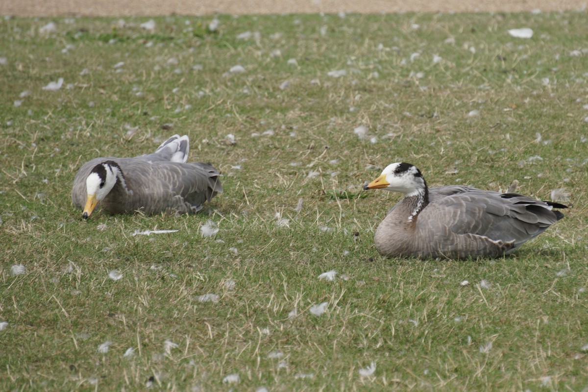 Bar-headed Goose - ML178229771