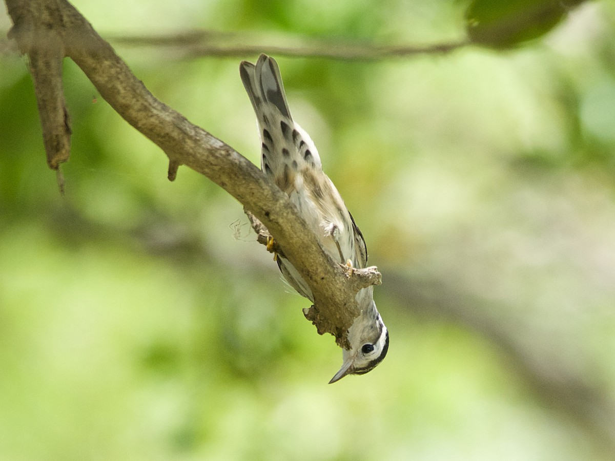 Black-and-white Warbler - ML178230561