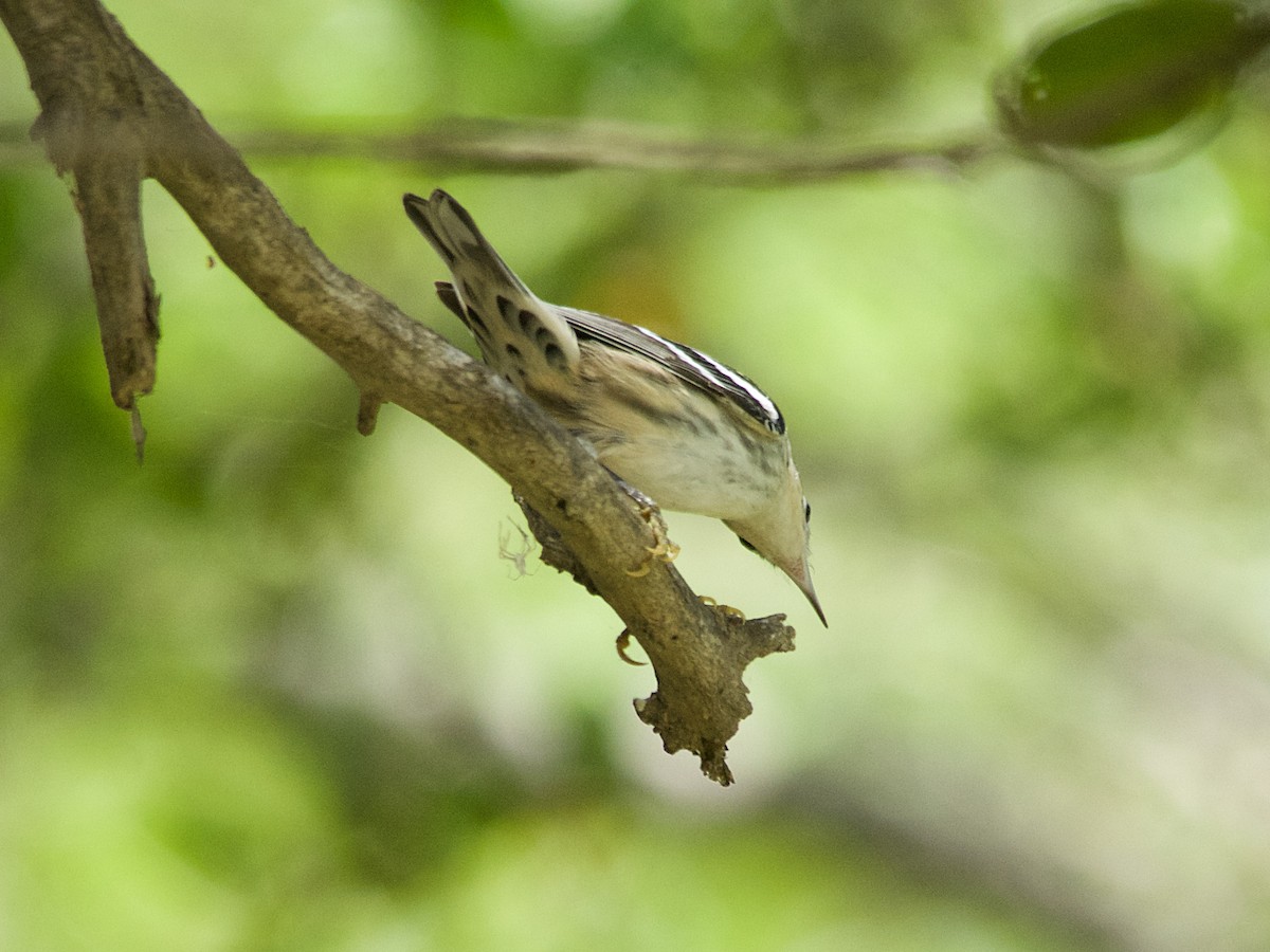 Black-and-white Warbler - ML178230571