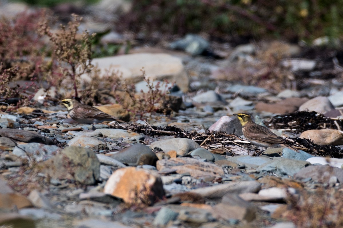 Horned Lark - ML178230621