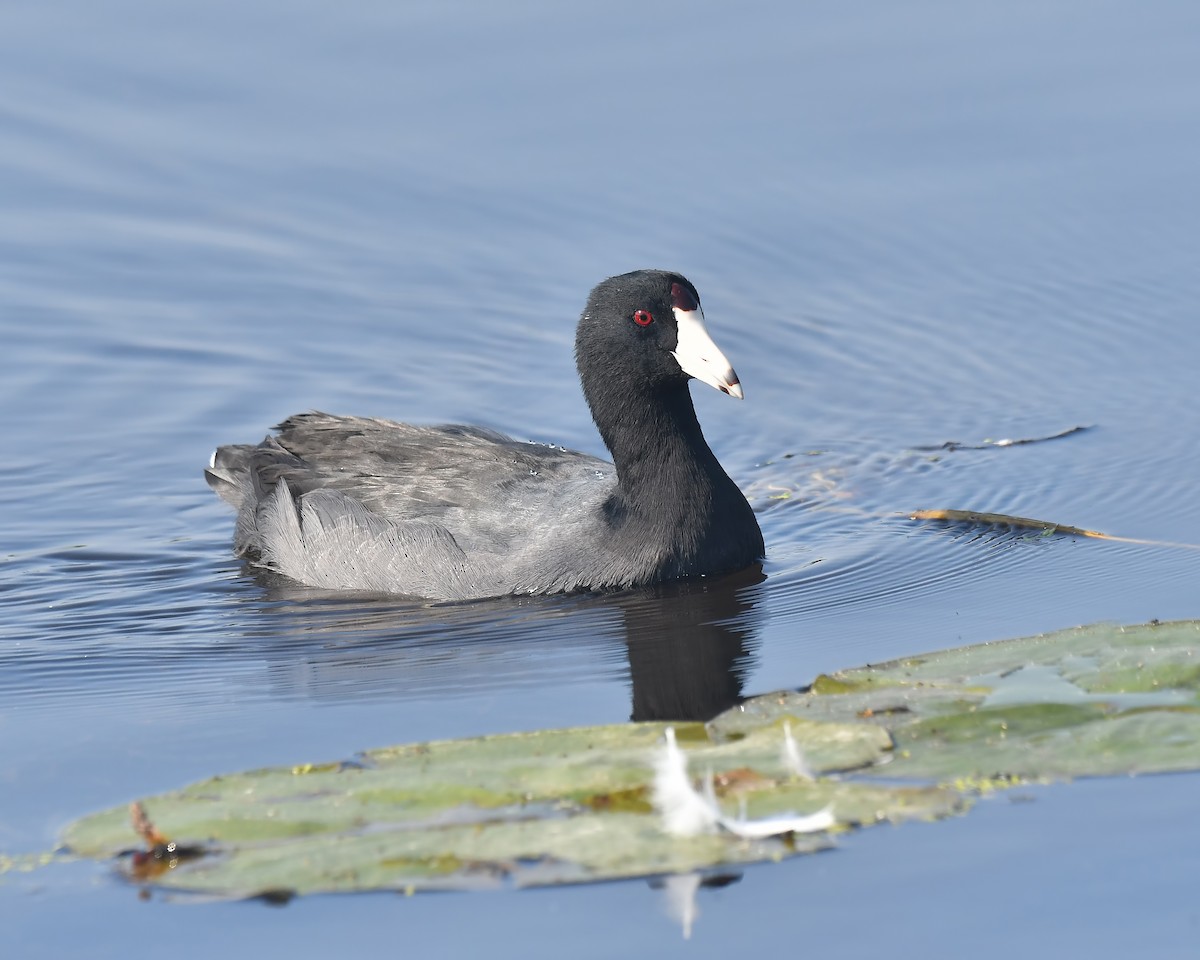 American Coot - Ed McAskill