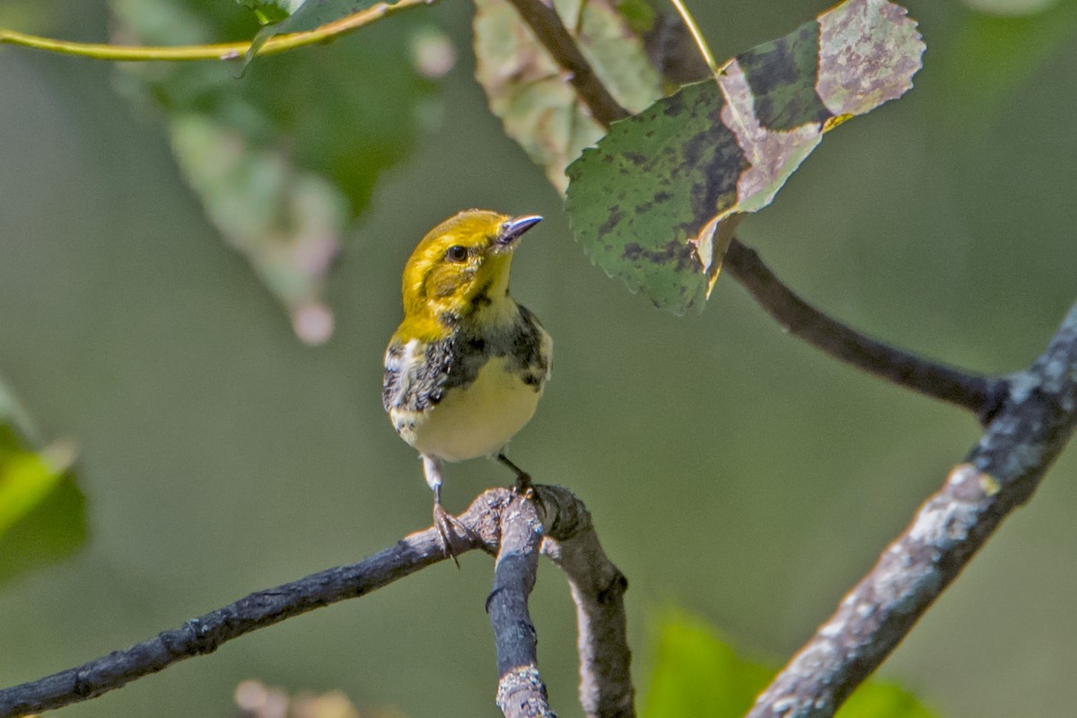 Grünmantel-Waldsänger - ML178232431