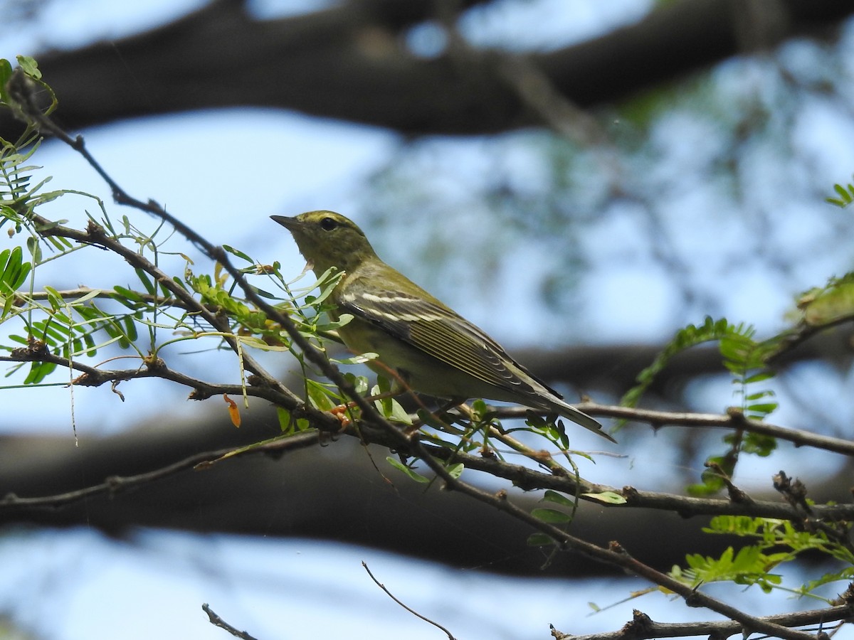 Blackpoll Warbler - ML178233061