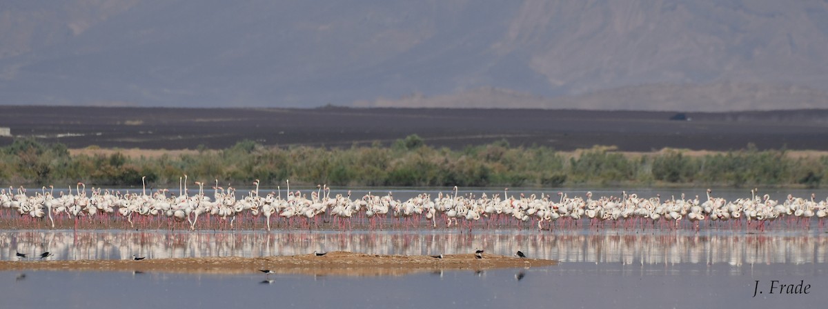 Greater Flamingo - ML178234121