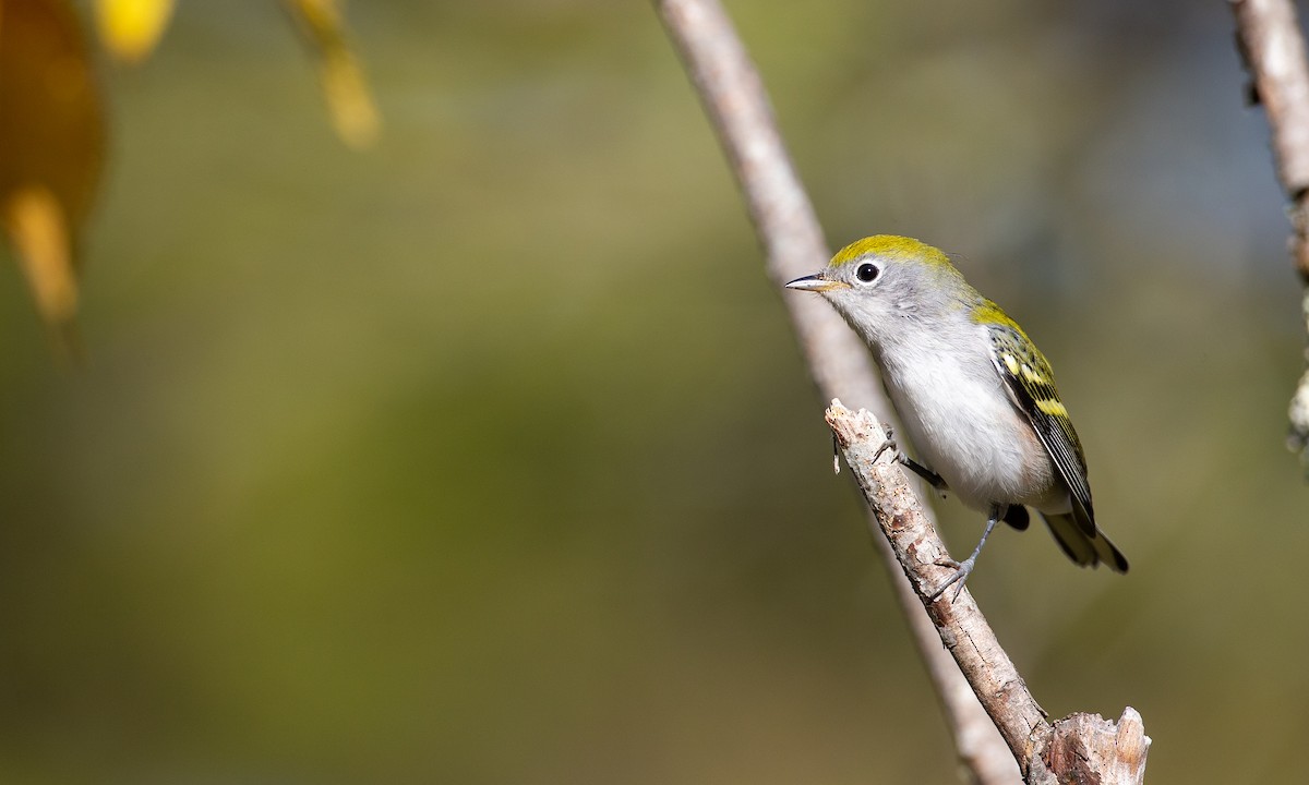 Chestnut-sided Warbler - ML178234681