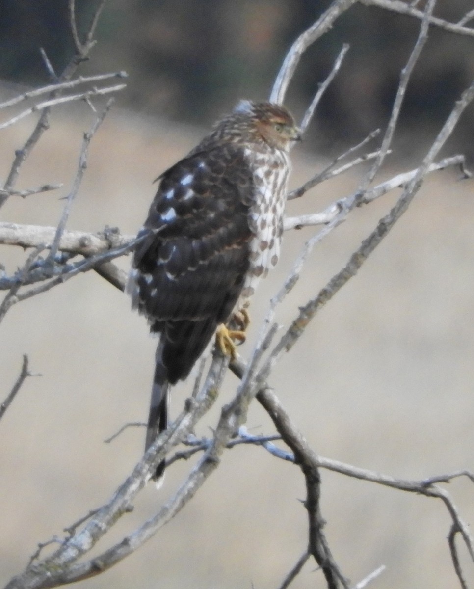 Sharp-shinned Hawk - ML178239481