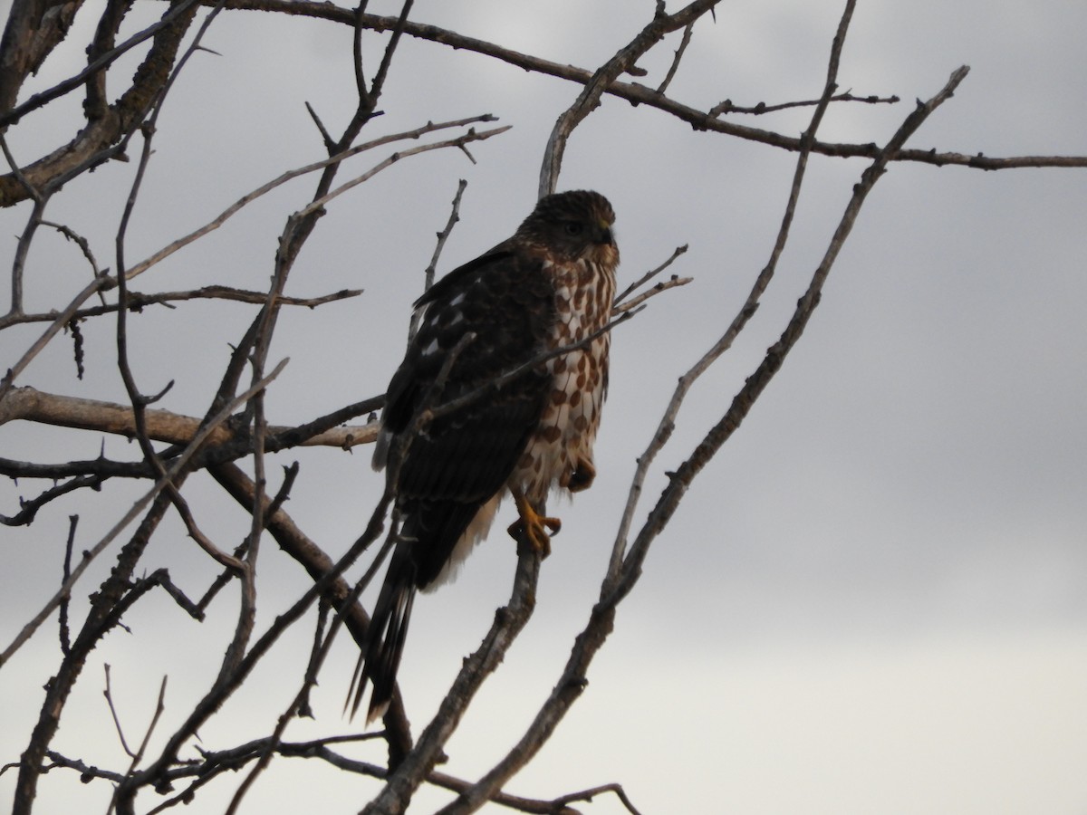 Sharp-shinned Hawk - ML178239561