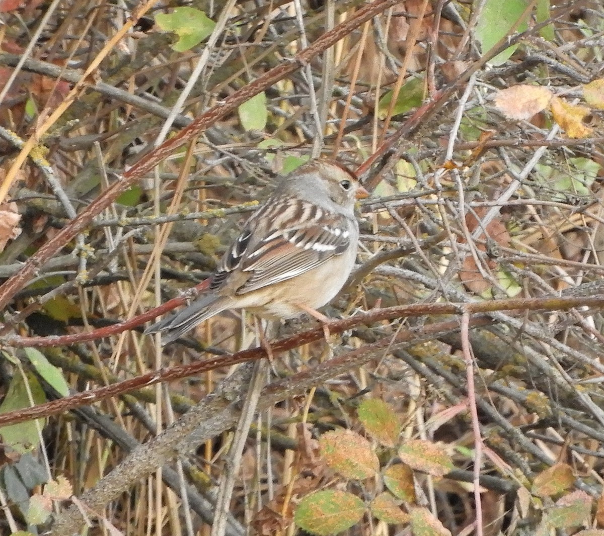 White-crowned Sparrow - Peter Olsoy