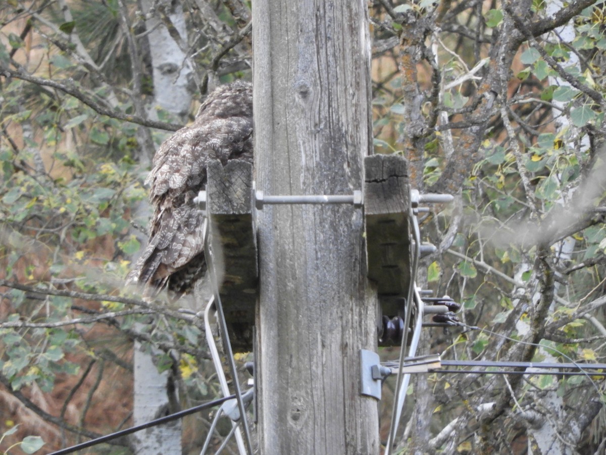 Great Horned Owl - Peter Olsoy