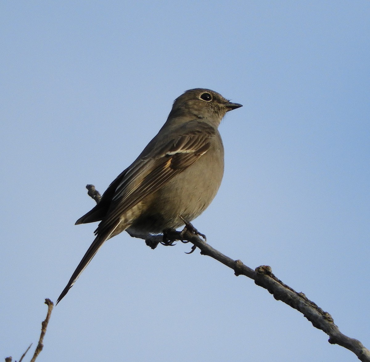 Townsend's Solitaire - Peter Olsoy