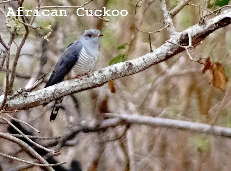 African Cuckoo - Butch Carter