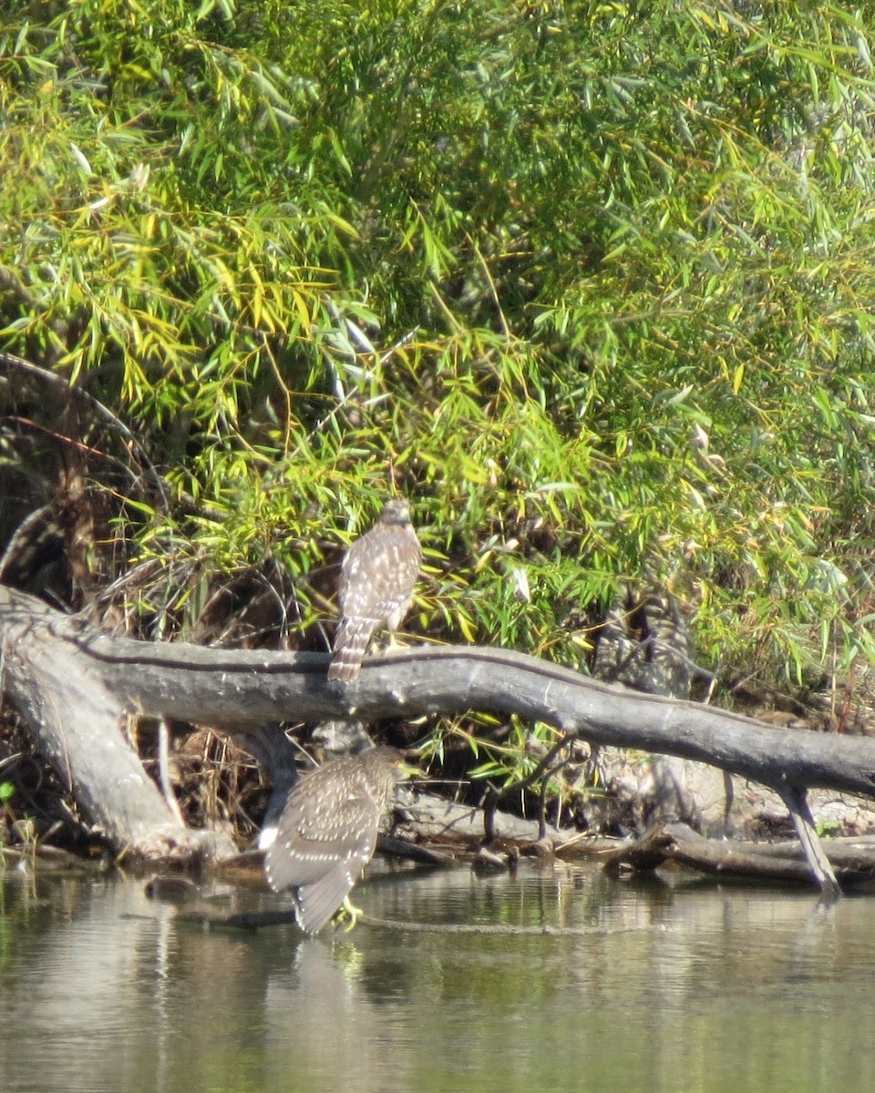 Red-shouldered Hawk - ML178240721