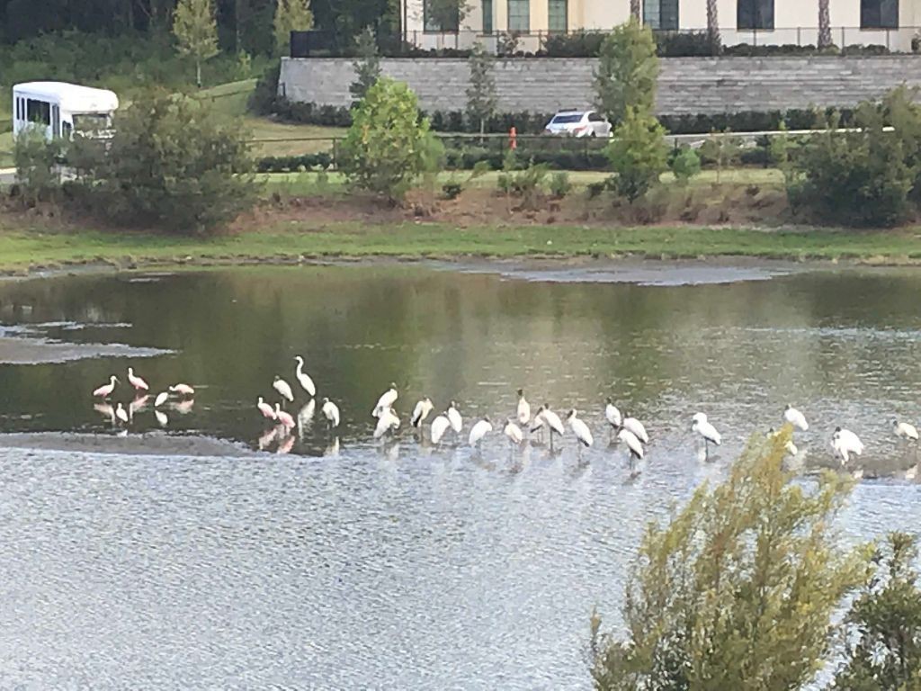 Roseate Spoonbill - ML178242771