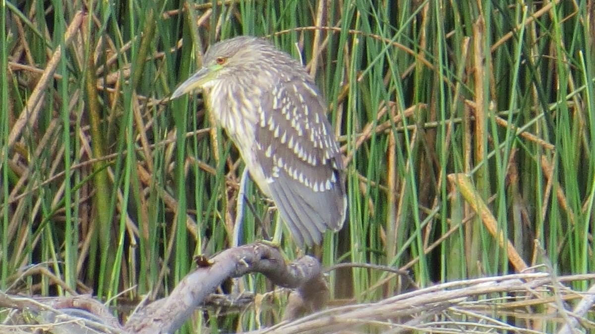 Black-crowned Night Heron - ML178243201