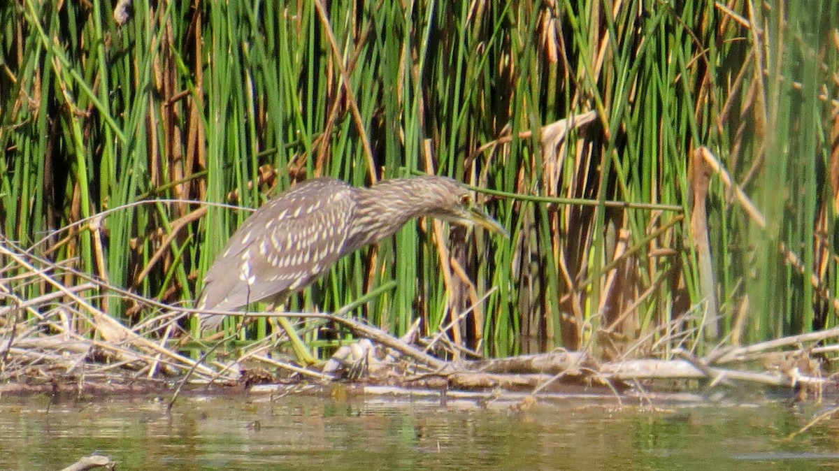 Black-crowned Night Heron - ML178243221