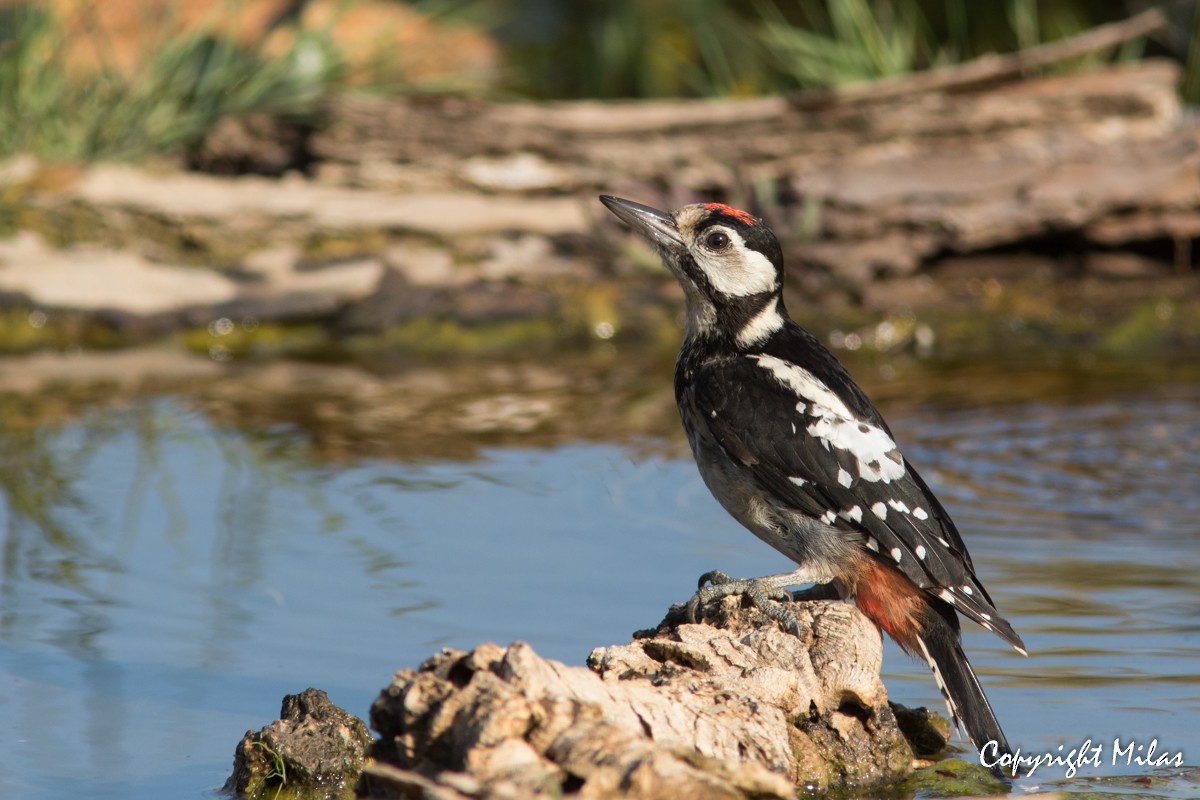 Great Spotted Woodpecker - ML178243821