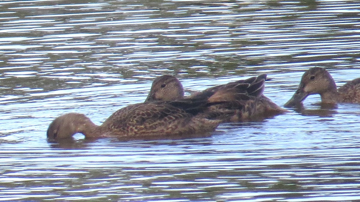 Blue-winged Teal - Merri R